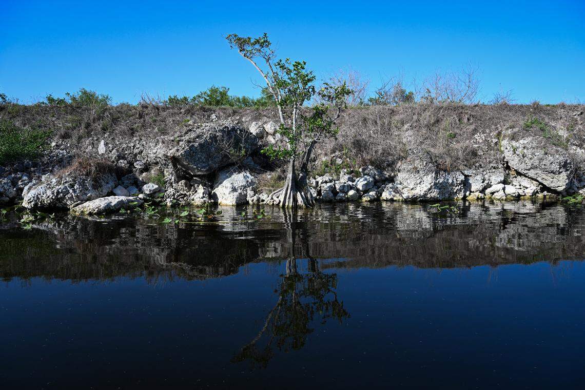 Water marks are seen on the trees at The Everglades National Park, in Pembroke Pines, Florida, May 16, 2025. At Everglades National Park in Florida, extreme drought dries up not only the habitat that wildlife depends on, but the tourism industry here in the largest wetland in the United States. Droughts are frequent toward the end of the dry season, which stretches from October to mid-May, but in recent months, precipitation has been less significant than during a normal year, said Robert Molleda, head of the US National Weather Service in Miami.