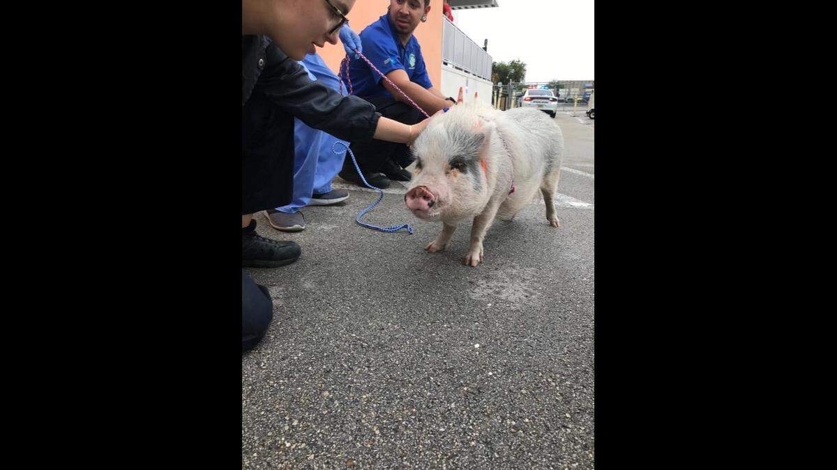 Vets at Miami-Dade Animal Services reunite Luna the pig with her owners on Dec. 30, 2019. The pig got loose from the family’s yard in Miami Springs. The agency implanted a microchip so that if she gets loose again, she can be scanned and returned safely to her family.