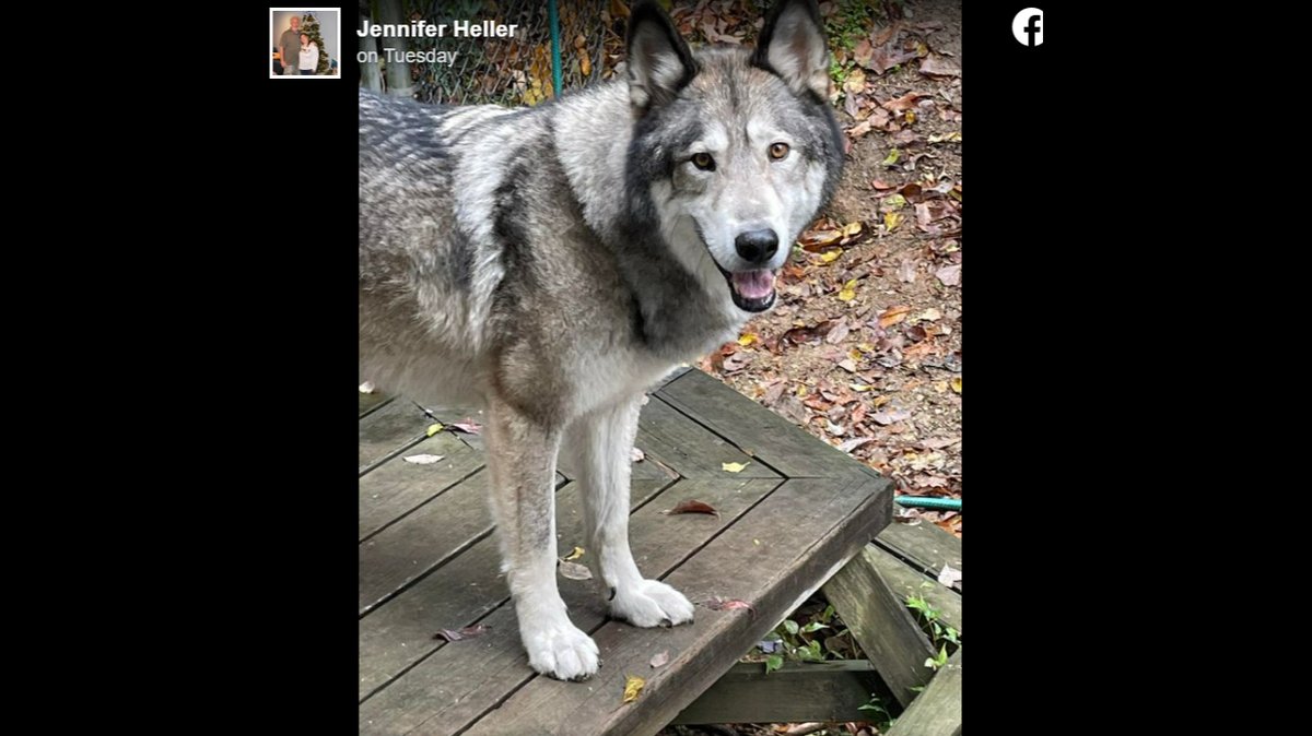 A hunter mistakenly shot and killed a Pennsylvania family’s dog, state officials said.