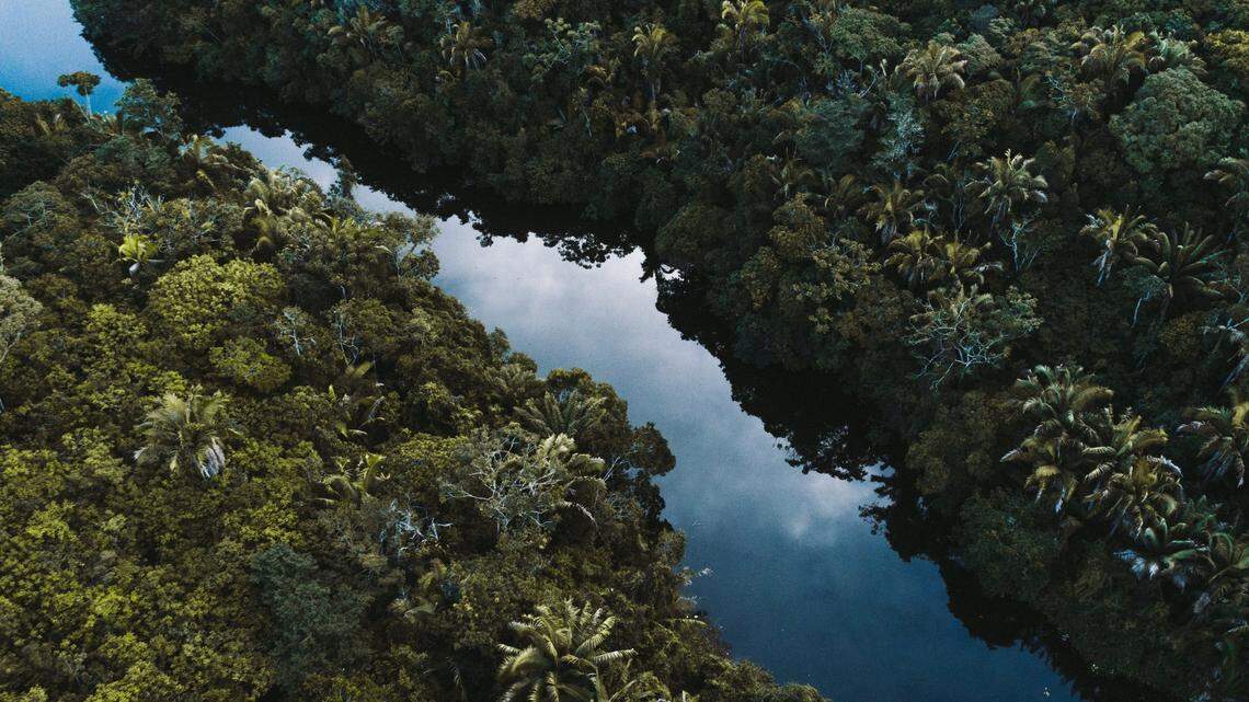A new species of catfish was discovered from a river in Brazil, according to researchers. Photo shows a representative area of a river.