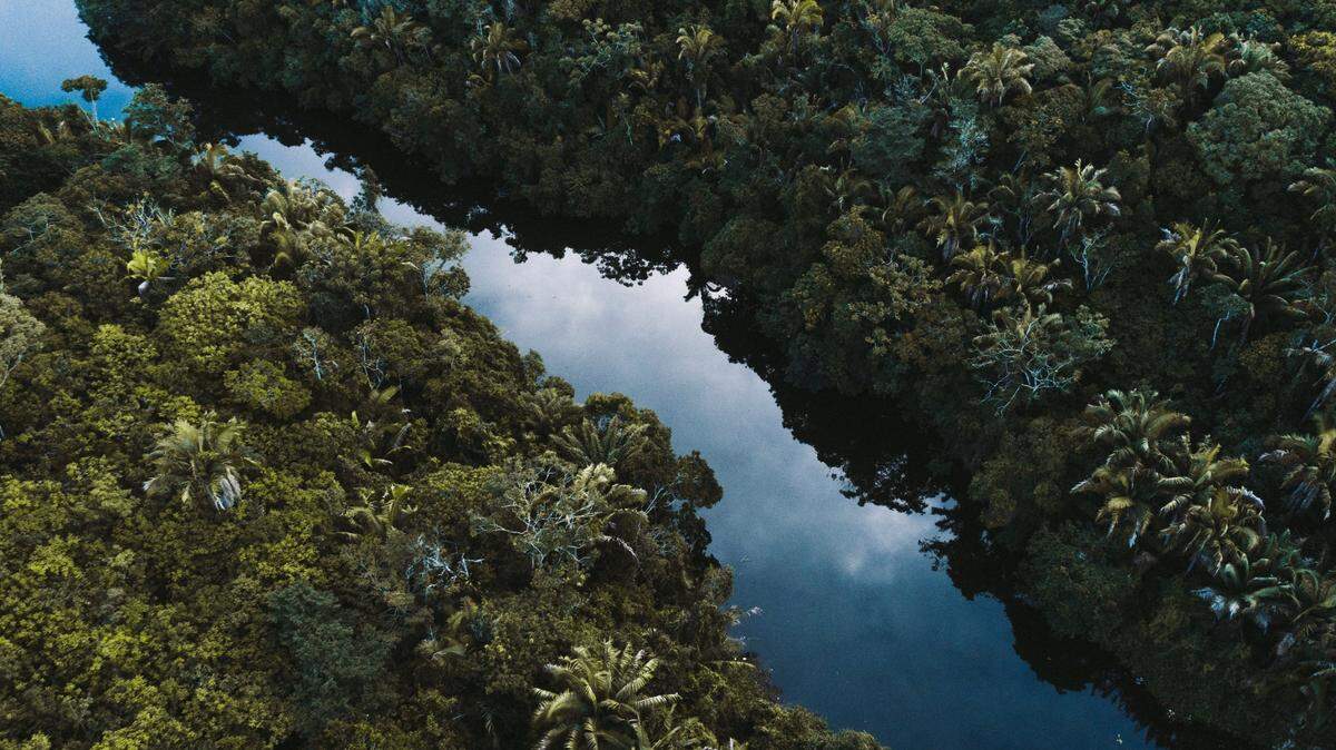 A new species of catfish was discovered from a river in Brazil, according to researchers. Photo shows a representative area of a river.