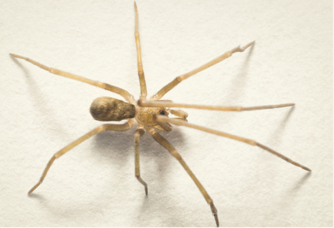 male Pikelinia floydmuraria pink floyd new spider species