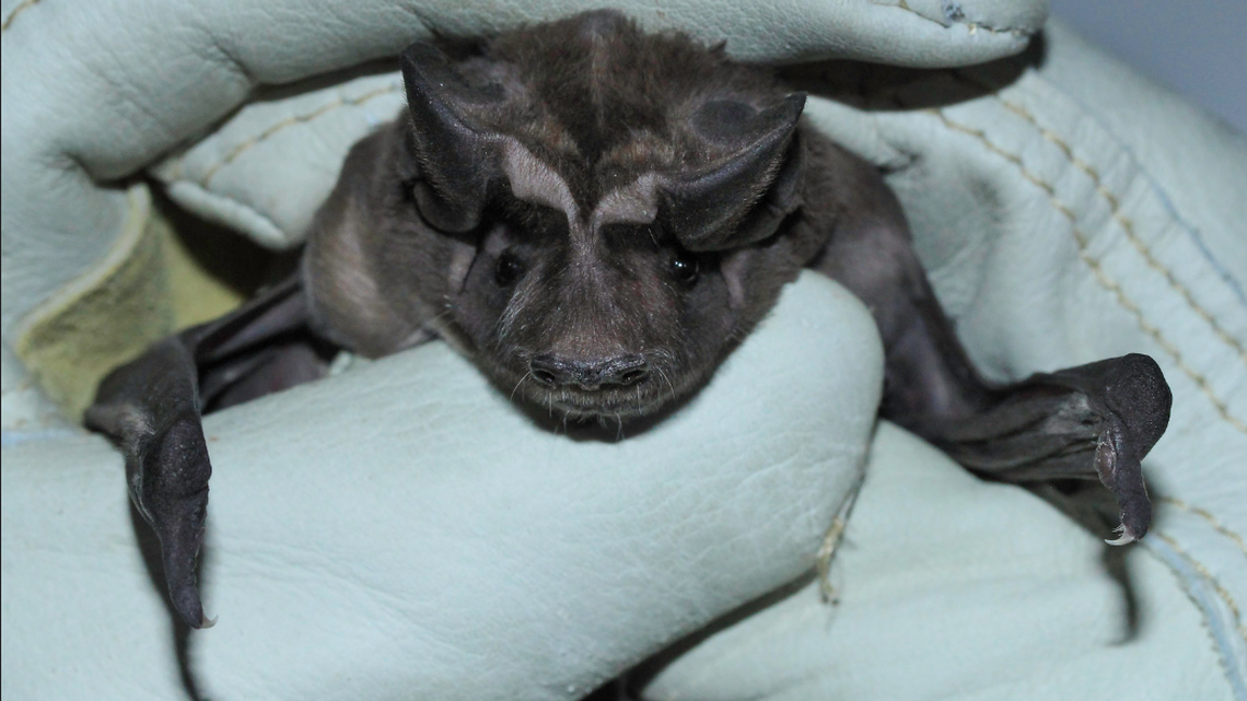 There are 13 species of bats in Florida and investigators didn’t say which species was in the bag. This is a bonneted bat, which is native to Florida and among the rarest bat species in the U.S.