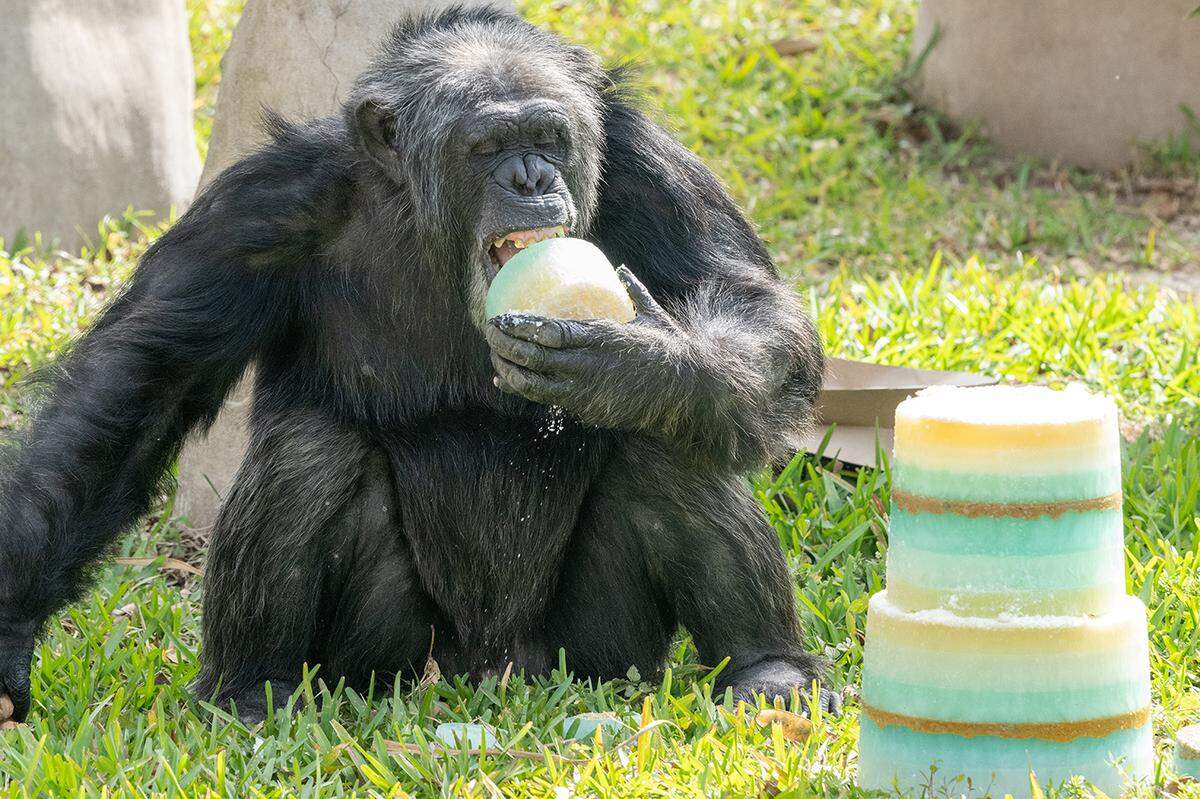 Chimpanzee Niger grabs a piece of birthday cake made for other chimps (63-year-old Bubbles and 57-year-old Samantha) on February 5, 2026.