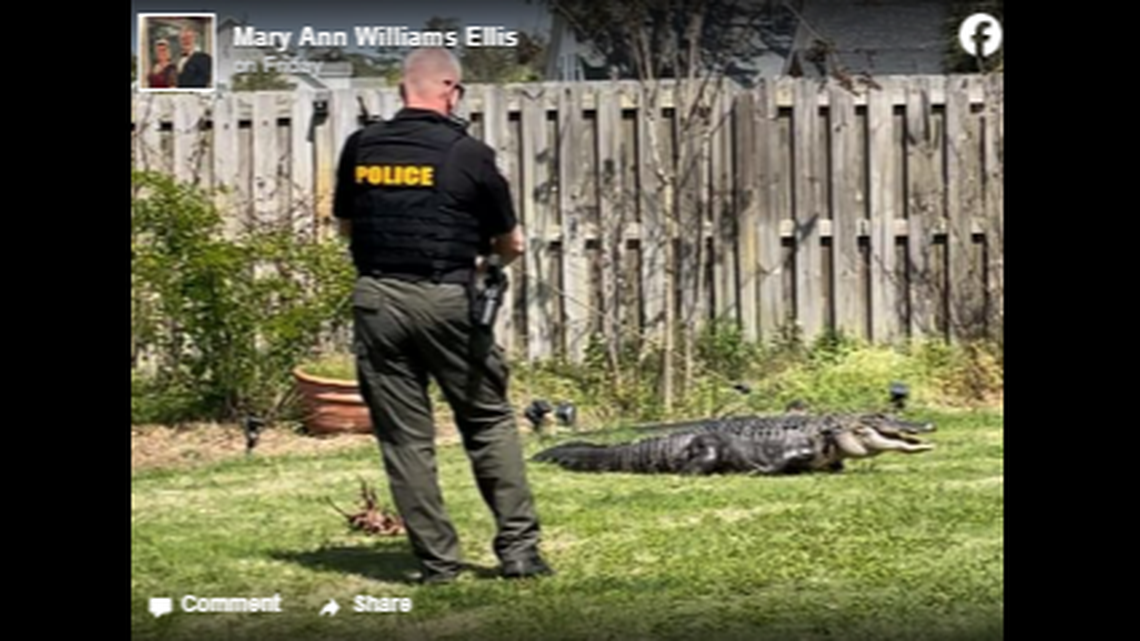 A family living in eastern Georgia found this alligator hiding in their fenced-in backyard. It’s unclear how it got there.