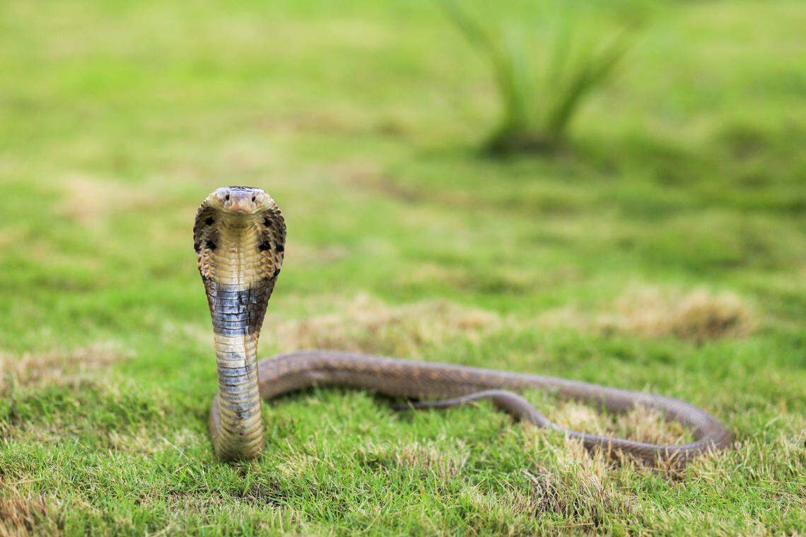 A species of snake has been noted biting and injecting venom into humans after the snake is dead.