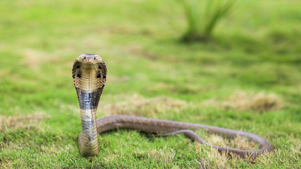 A species of snake has been noted biting and injecting venom into humans after the snake is dead.