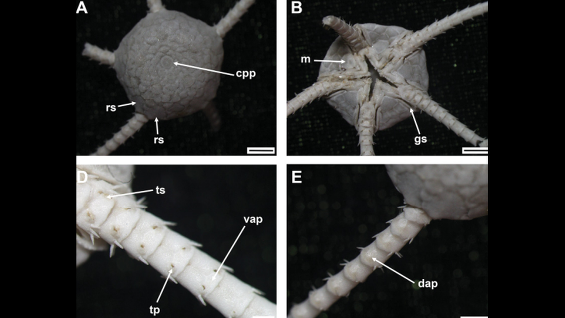 The pentagon-shaped creature has large, overlapping scales, photos show.