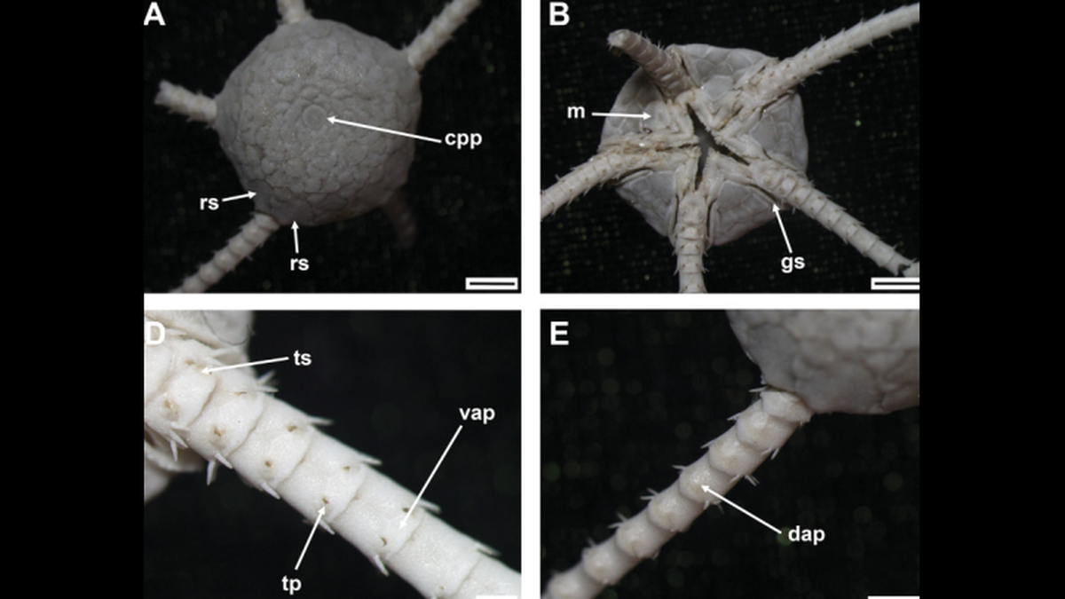 The pentagon-shaped creature has large, overlapping scales, photos show.