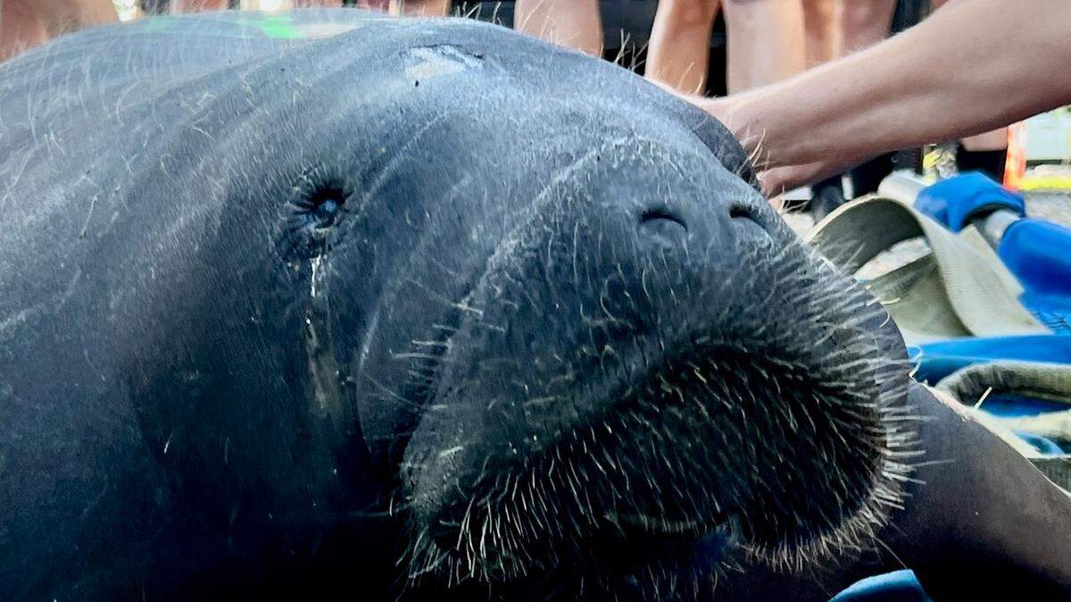 Científicos y voluntarios preparan a un manatí para su liberación en la playa de Key Colony en los Cayos de la Florida el martes 29 de noviembre de 2022.