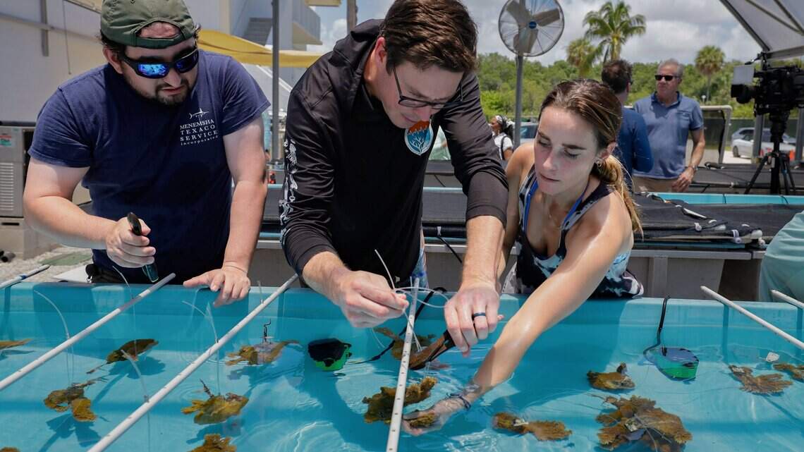 Coral rescue efforts ramp up in Miami as researchers fear another deadly hot year