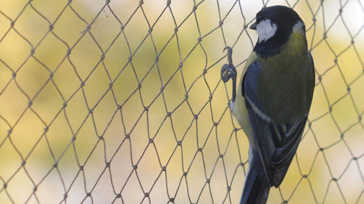 The Migratory Bird Treaty Act  incentivized industries to avoid the intentional or unintentional slaughter of native birds, primarily through fines. Many industries used nets to keep birds out of waste pits and oil spills. Now, the policy has been reversed.