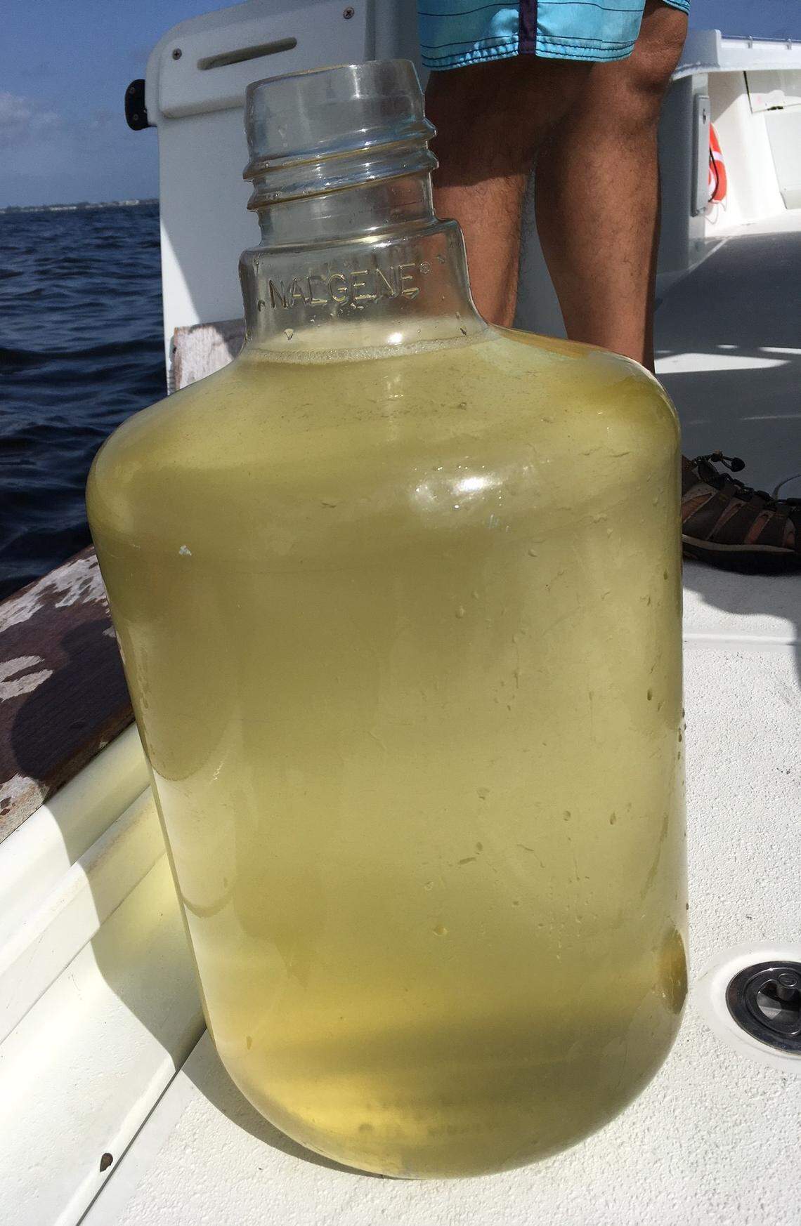 Mote Marine Lab researchers collected this 5-gallon jug of sea water containing high levels of red tide earlier this month off Longboat Key. Photo by Jenny Staletovich/Miami Herald