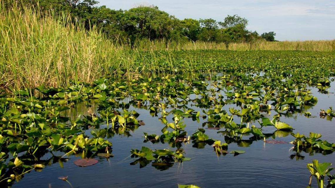 Scenic landscape Florida Everglades