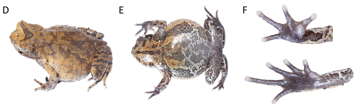 While the male toads sing from the rocks, the females are under the leaf litter of the forest, researchers said.