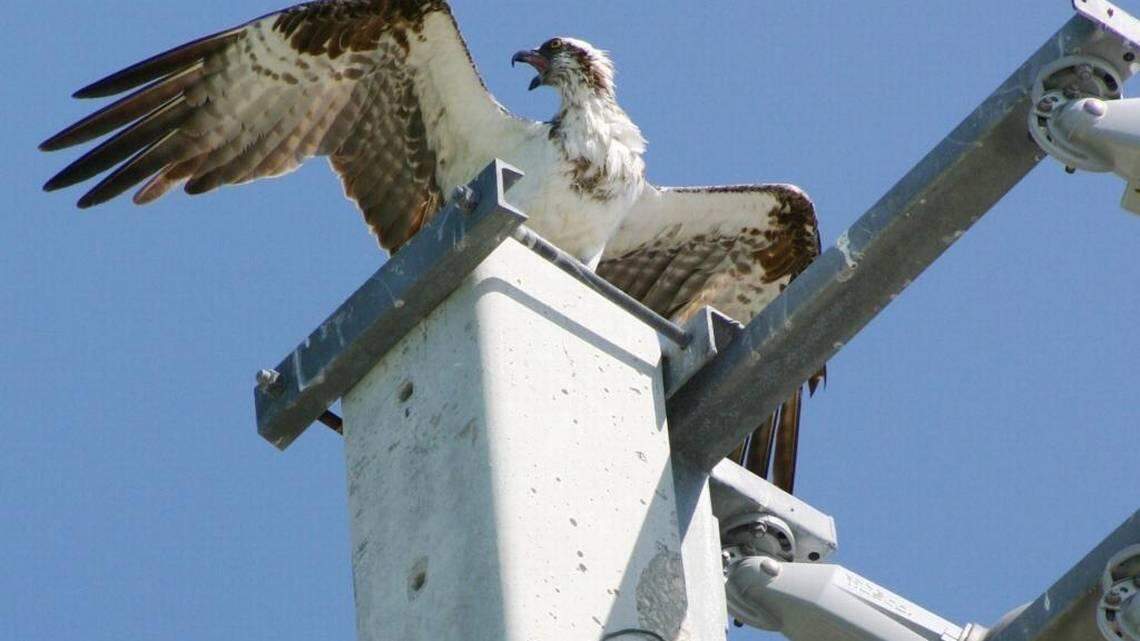 The osprey is protected by federal and state law.
