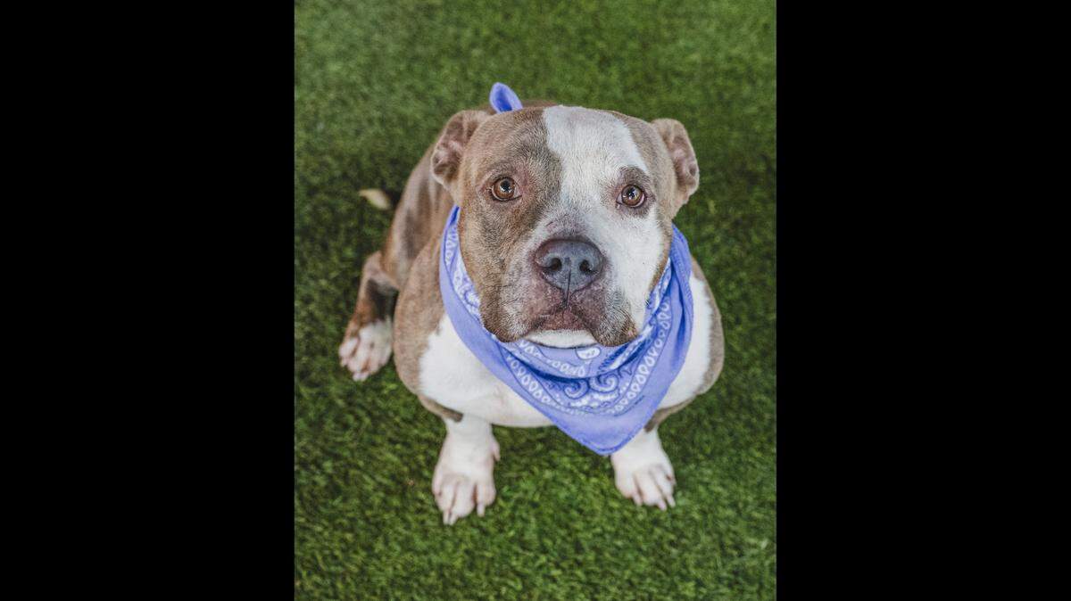 Rita #A2091151, the sweet and gentle 5-year-old bulldog mix, is the perfect size dog and is incredibly mellow. She has been at the shelter since July but was previously adopted in 2019. Let’s find Rita her forever home again and give her the love and care she deserves!