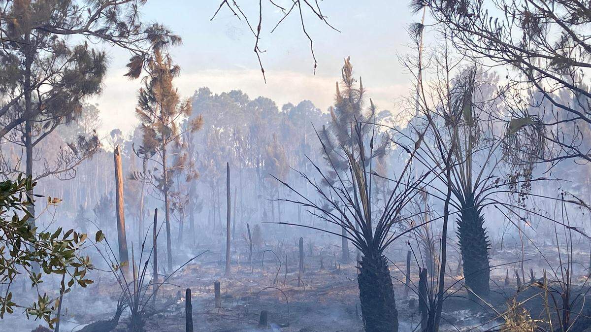 Charred tree stumps and sable palms stick remain underneath a sparse canopy of slash pine trees on a pine rockland preserve off SW 152nd Street in Palmetto Bay Wednesday, May 3, 2023.