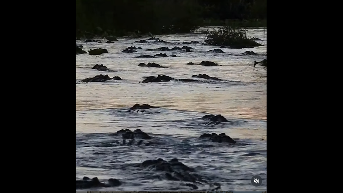 A rare congregations of more than 300 alligators formed at Georgia’s Stephen C. Foster State Park near Okefenokee Swamp.