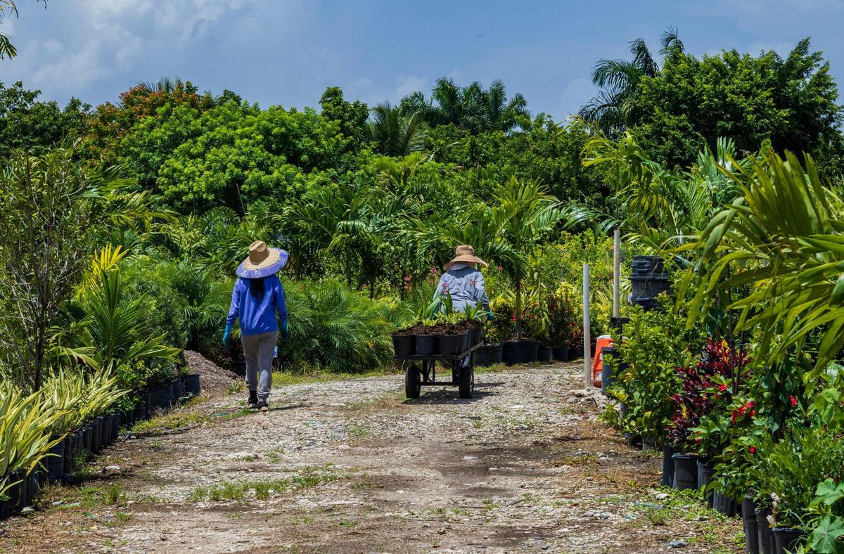 An aerial view of farmworker Roselia (left) and her daughter Cristal working at a plant nursery in the Homestead area on Thursday, July 24, 2025.