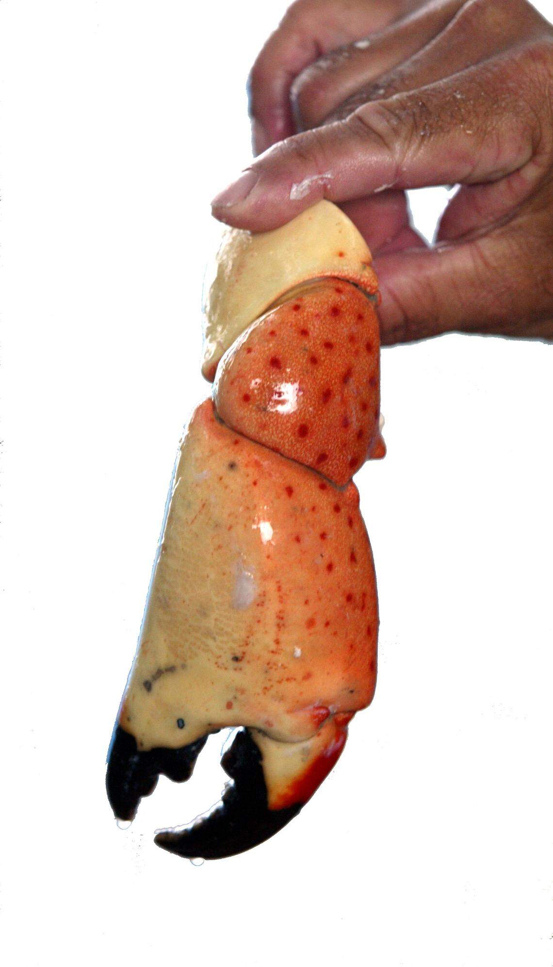 Stone crabs are harvested only for their claws. The crab is thrown back in the water and the claw regenerates.