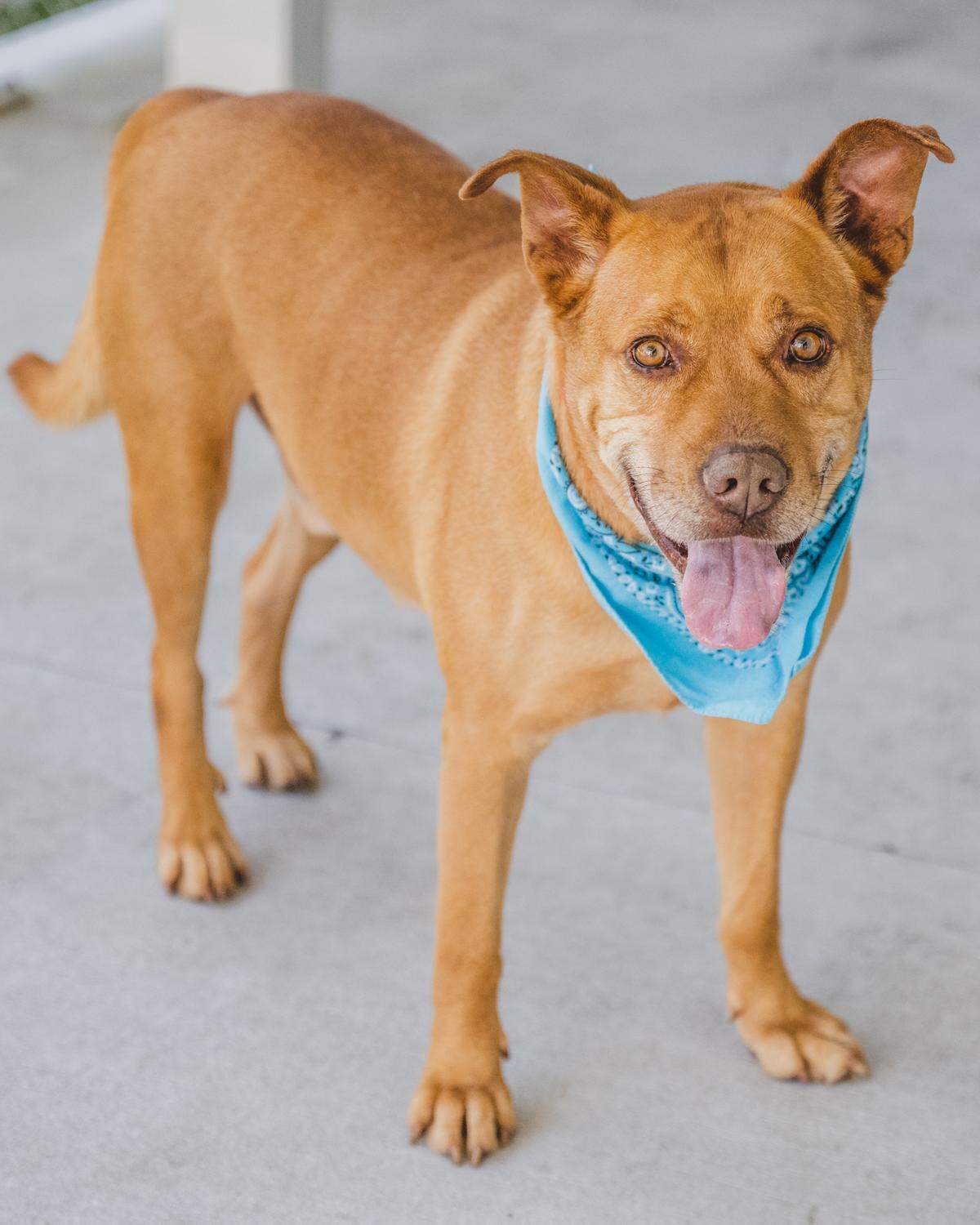 “Croissant A2392148 is a joy to be with. He is always playful and ready to have fun. He is a social butterfly and loves making new doggie friends in his playgroups. This 5-year-old boy is sure to charm you with his winsome personality. He has been waiting to meet his loving family since September of 2022.”
