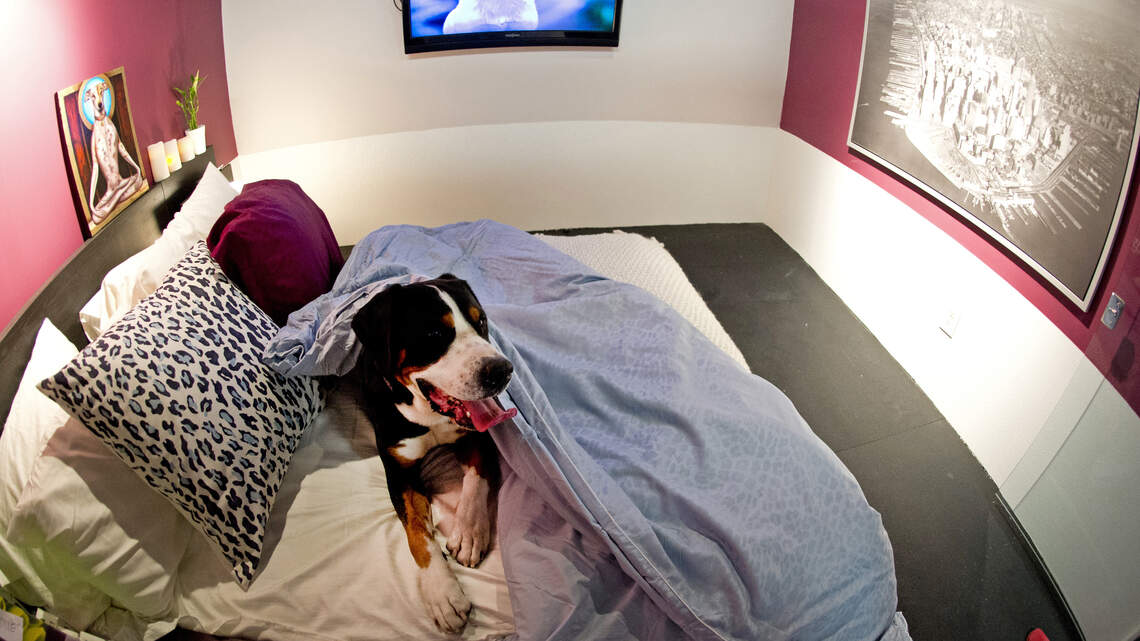 How to create a pet-friendly home: 9 barkitecture ideas that are shaping the future of modern living