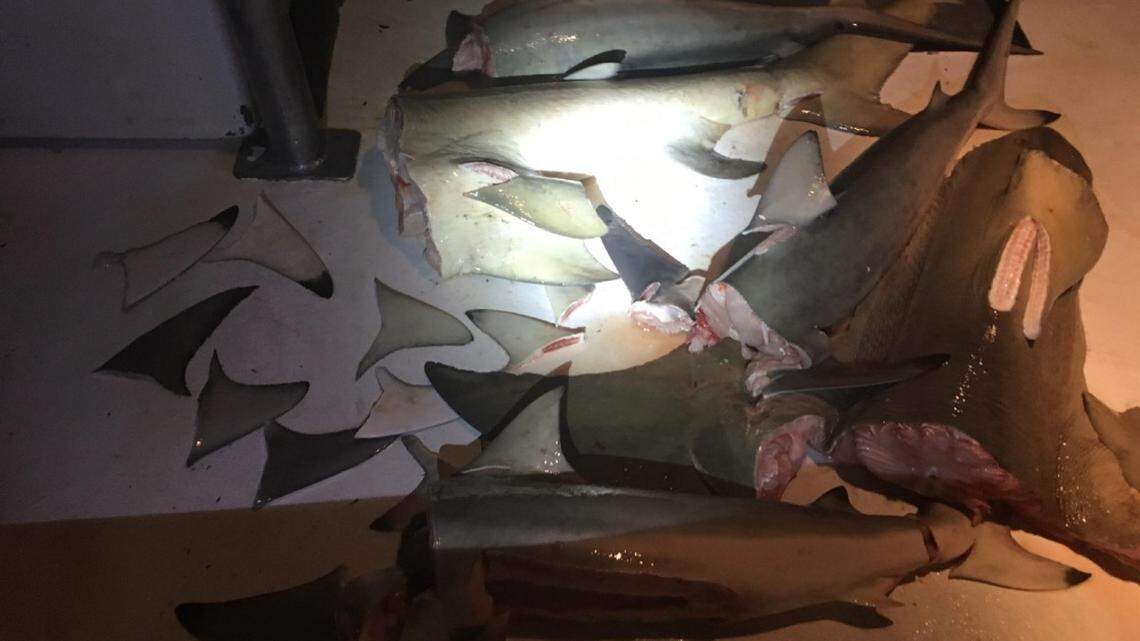 Dismembered sharks lie on the deck of the commercial fishing vessel Miss Shell, June 19, 2018, near South Sound Creek, Florida. The joint-boarding performed by the Coast Guard, NOAA and FWC resulted in the vessel being escorted to Port Largo and the catch being seized.