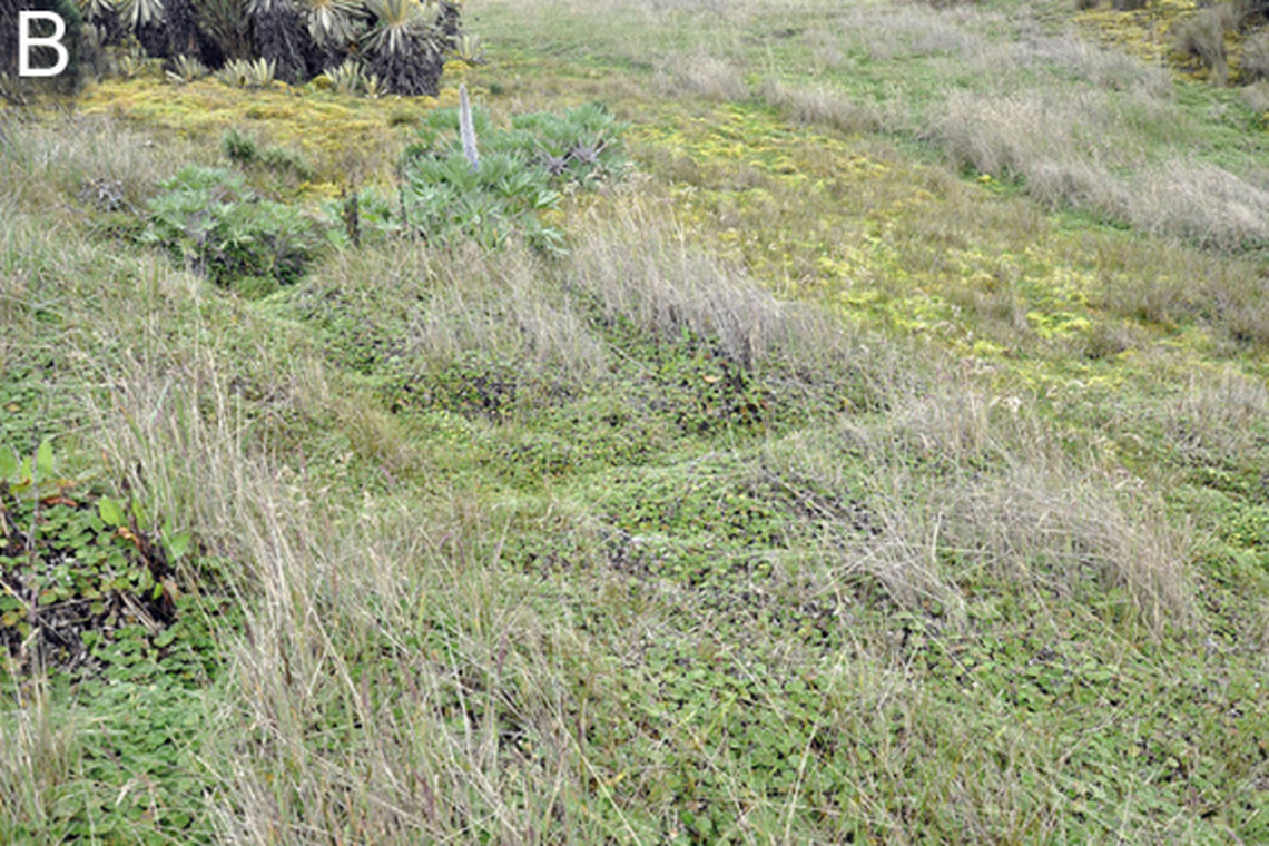 The area is grassy and moss-covered.