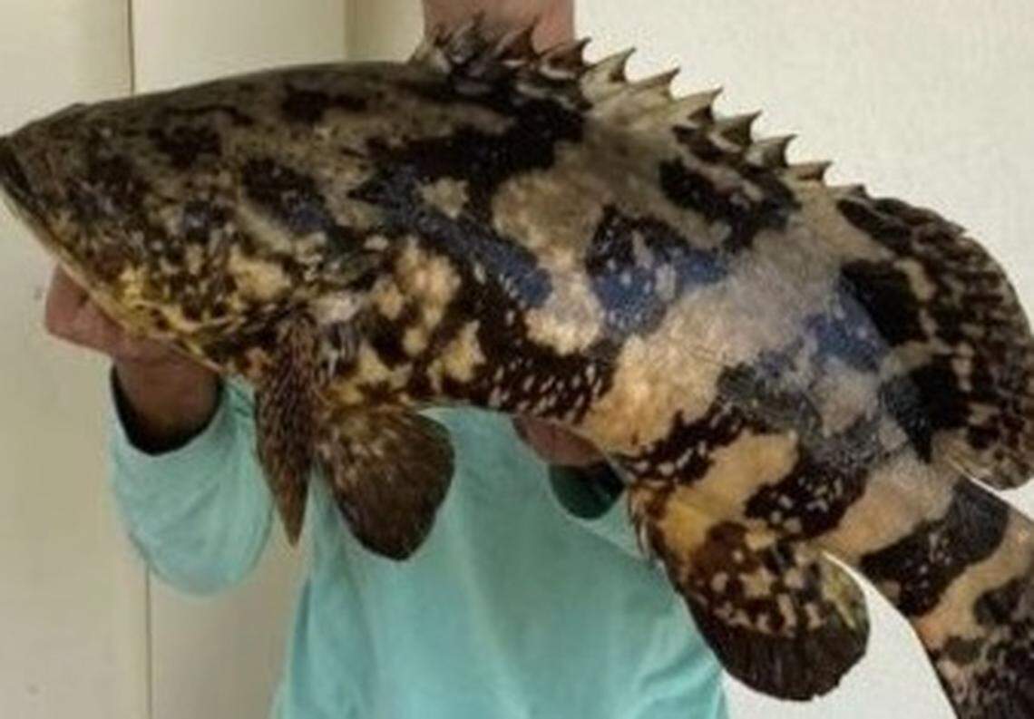 A Key West college student got arrested after sharing this photo with friends in a group text. He is posing with a protected Goliath grouper.