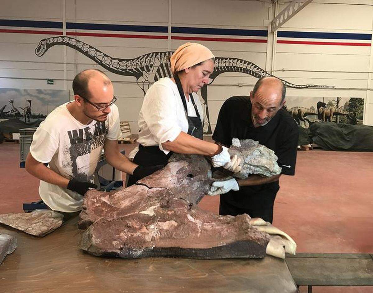An almost complete pelvic girdle of the new species was pulled from the rocks of the fossil site, researchers said.