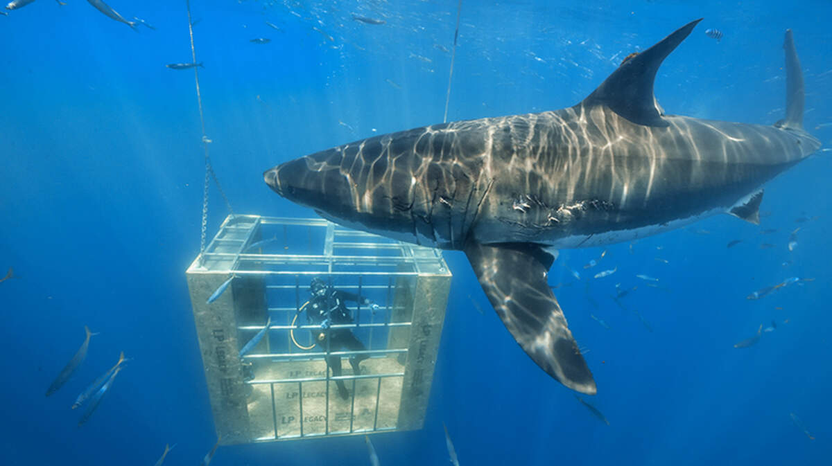 A shark cage constructed largely of LP Legacy premium sub-floor panels protects the diver during this extreme product testing expedition.