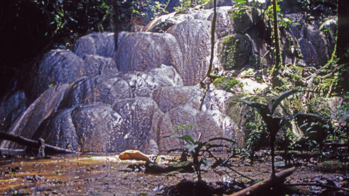 Scientists found a dark green animal with a blue groin in the rainforest canopy of New Guinea and discovered a new species, a study said.