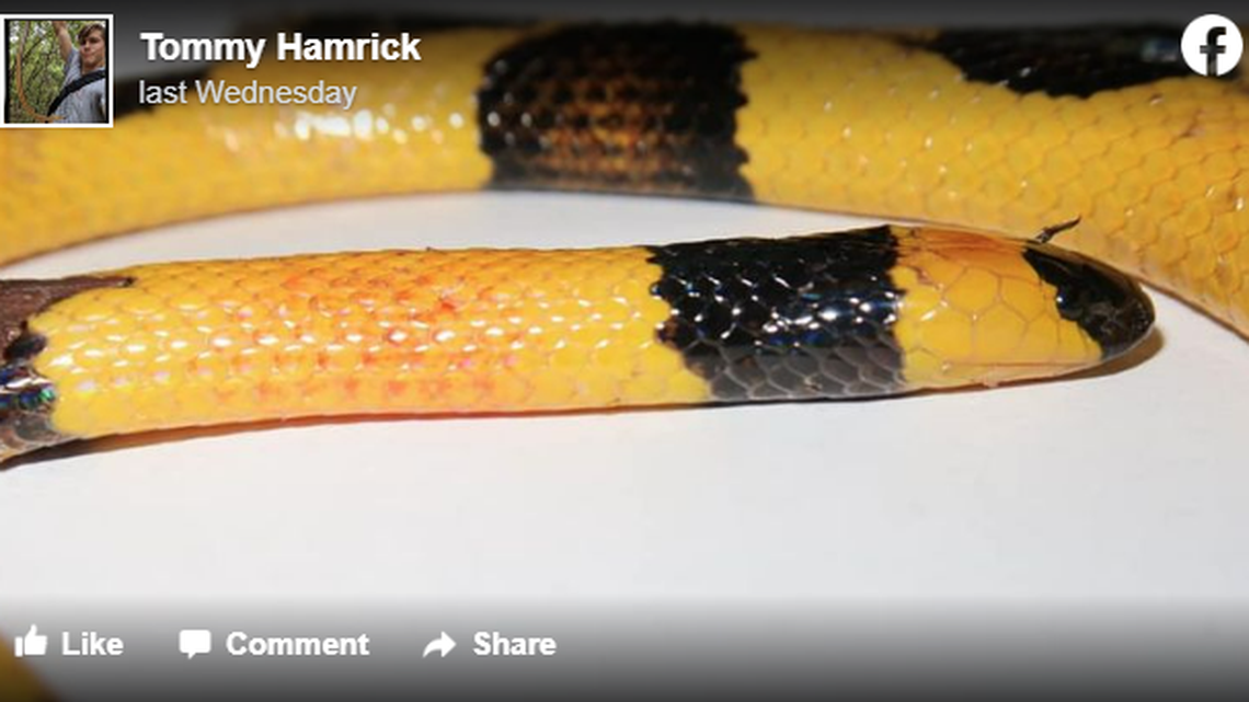 This is a highly venomous eastern coral snake that does not display alternating bands of red, yellow and black. The abnormality is called an aberrancy.