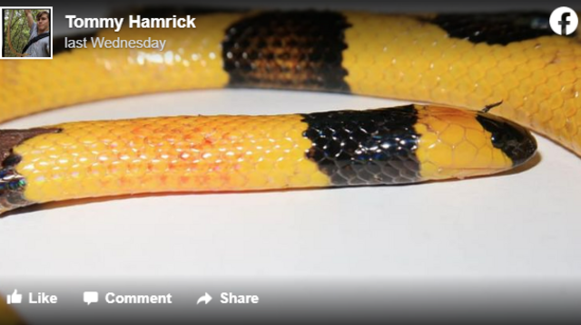 Oddly colored eastern coral snake is killed in Florida | Miami Herald
