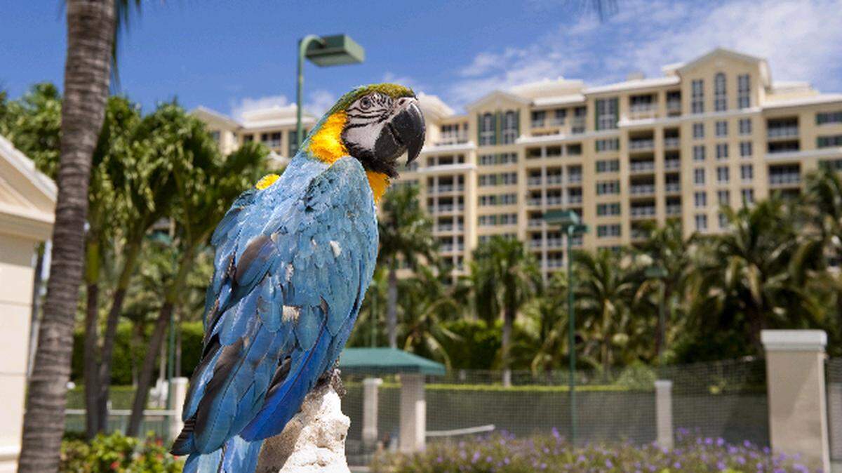Ritz-Carlton Key Biscayne is undergoing a major renovation.