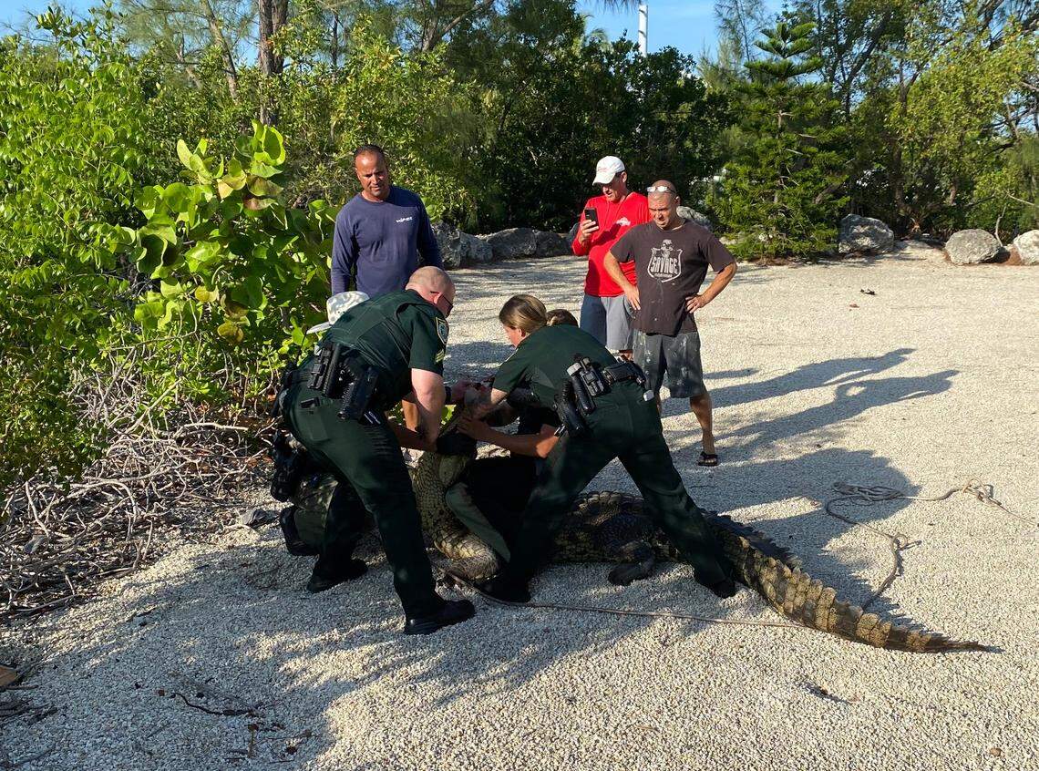 Monroe County Sheriff’s Office deputies and a Florida Fish and Wildlife Conservation Commission officer wrangle an American crocodile that wandered beyond the Florida Keys where she usually lives, Friday, May 5, 2023.