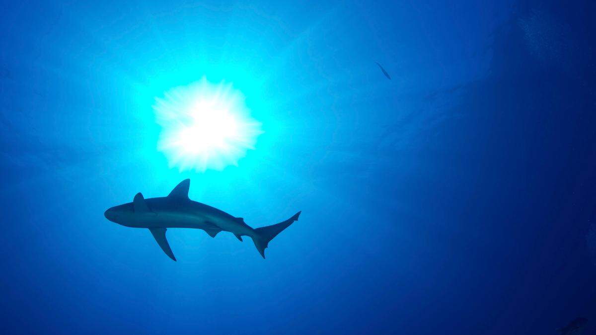 What started off as any other family vacation quickly turned into 42 stitches for one 12-year-old girl after a suspected shark bite at Maryland beach. 