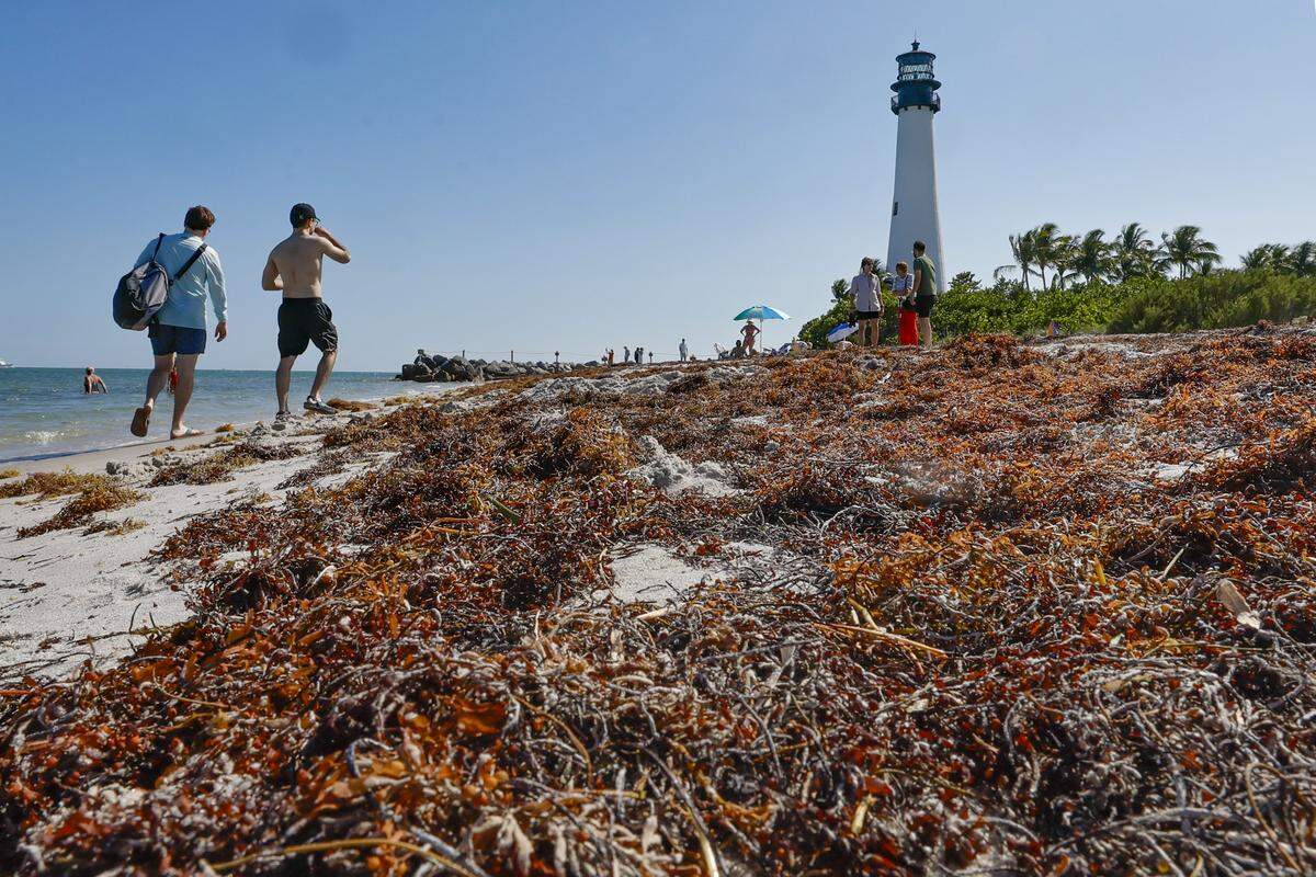 Fresh and dried sargassum mix on the shoreline of the beach at Bill Baggs Cape Florida State Park.