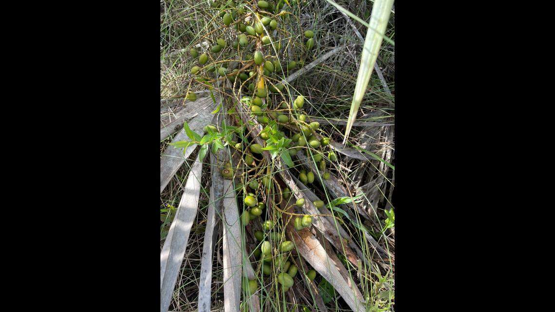 Odd ‘organized crime ring’ was devoted to stealing berries, Florida sheriff says