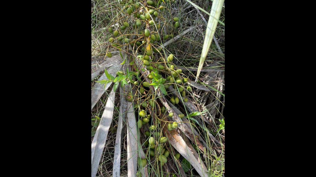 Saw palmetto berries are coveted for medicinal purposes, according to the Florida Department of Agriculture. 