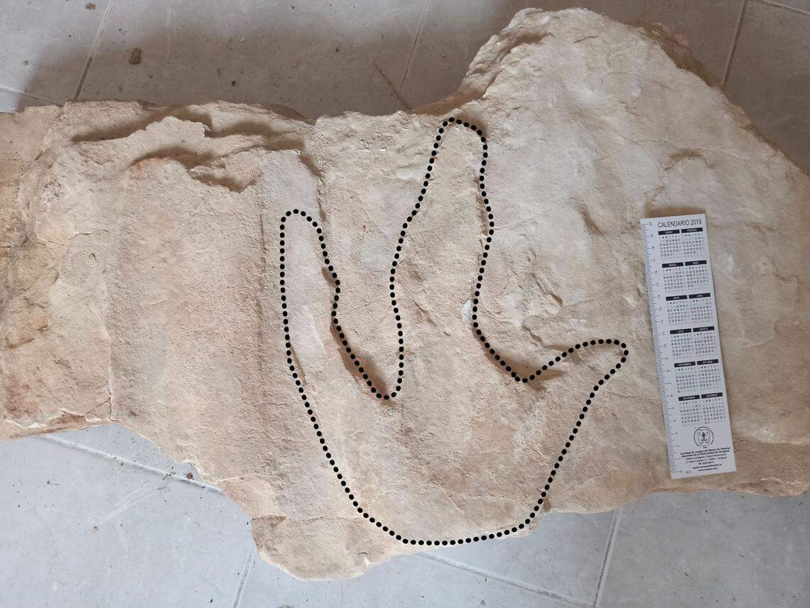 A tracing shows the dinosaur track’s shape.