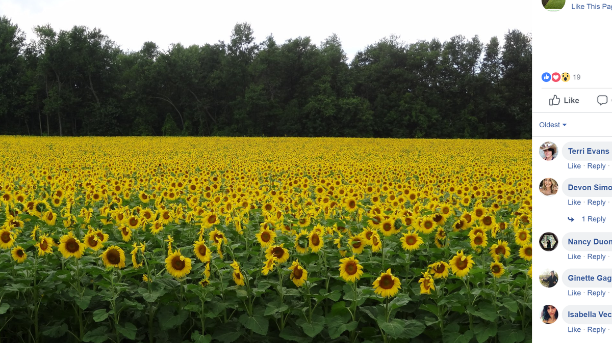 Bogle Seeds was forced to close picture-taking for the season after 7,000 cars full of selfie-seekers trampled flowers, brought trash and caused a massive traffic jam over the weekend in Ontario, Canada.