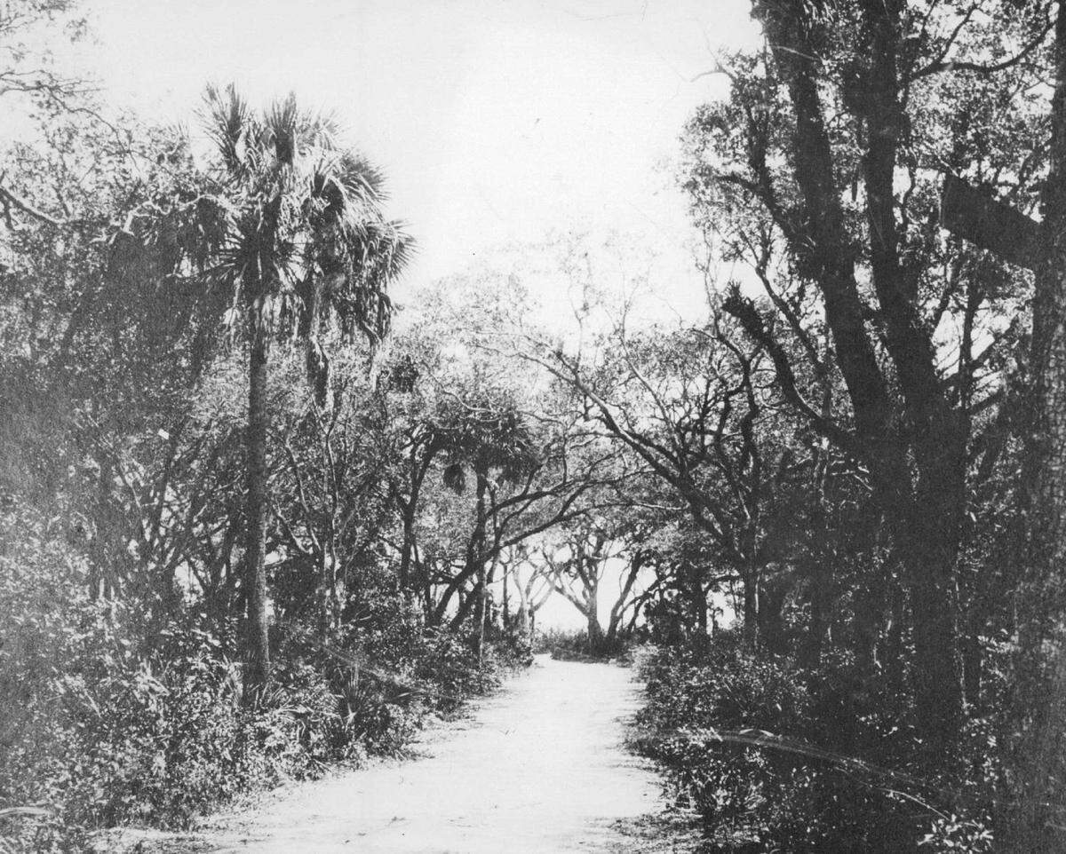 Road to Coconut Grove through a hammock in 1903.