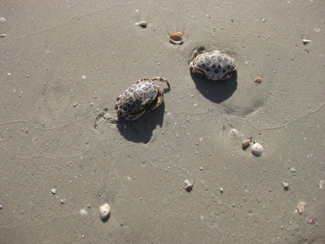 Dead crabs and other sea life littered the beach in Naples on Saturday, Sept. 29, 2018.