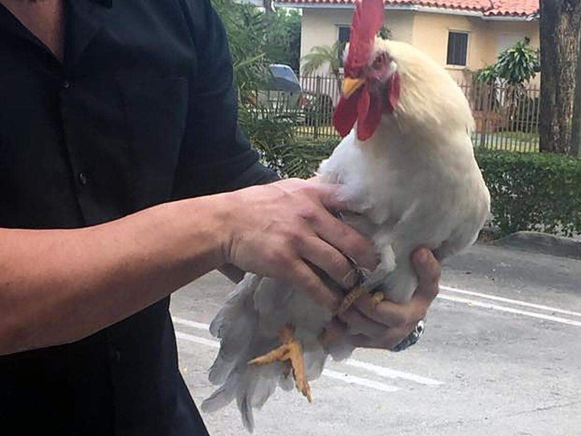 Rogue rooster Payo, being caught by Michael Demarziani at the Rincon Argentino restaurant. Payo wanders across the street and harasses the restaurant's outdoor diners so Demarziani has to remove him.