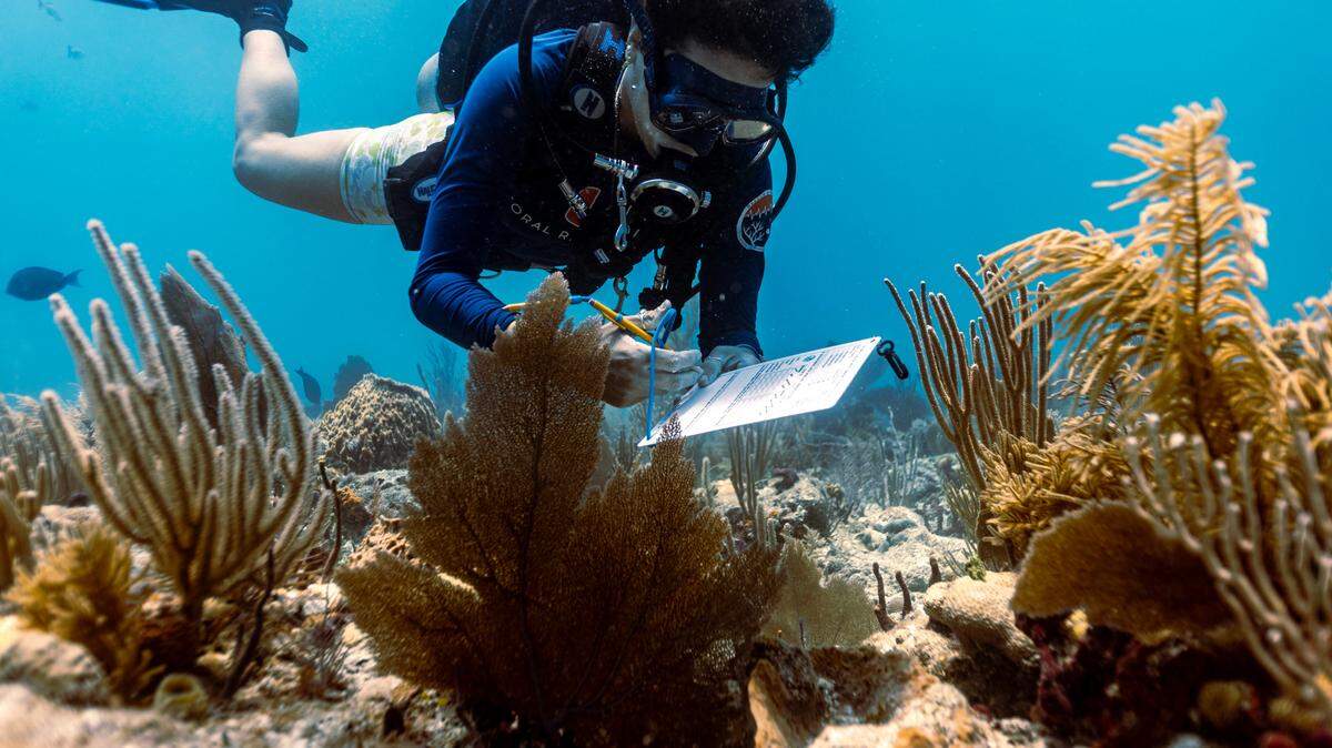 A UM Rosenstiel School scientist fills out a bleaching survey as she assess the health of the coral population on Paradise Reef during a Rescue A Reef coral restoration dive out of Diver’s Paradise dive shop located at Crandon Marina in Key Biscayne, Florida, on Friday, August 4, 2023. Rosenstiel School scientists are working to establish a new restoration research site off Miami to identify and better understand the heat tolerance of certain coral species and genotypes during bleaching events like this.