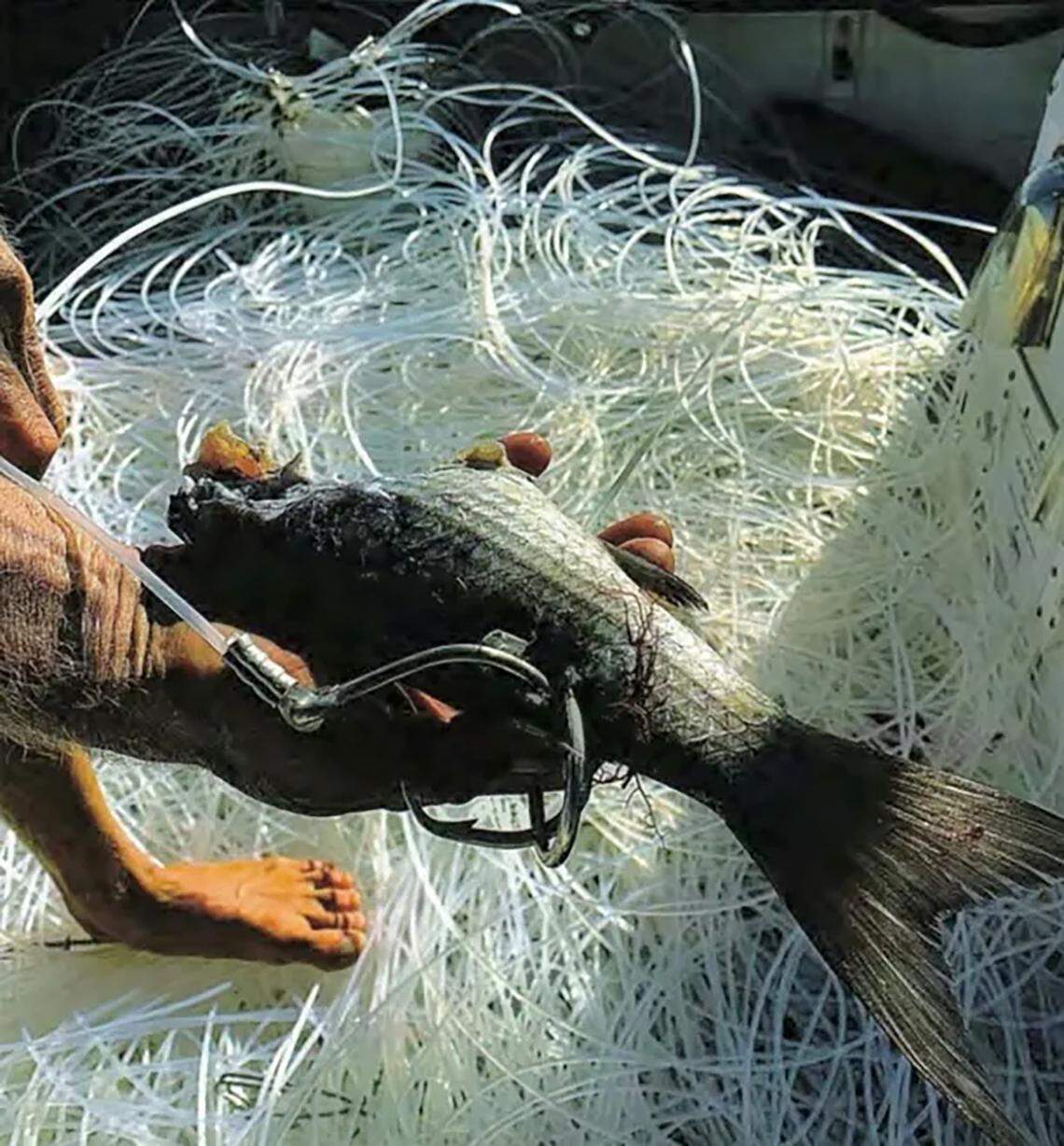 John Moore Jr. displays a baited hook attached to a longline he found in federal waters off the coast of South Florida.