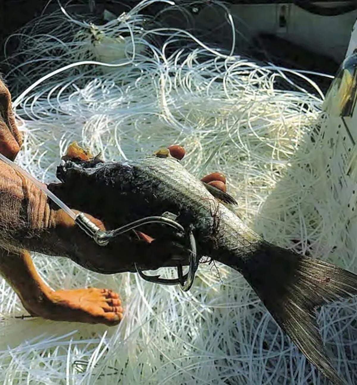 John Moore Jr. displays a baited hook attached to a longline he found in federal waters off the coast of South Florida.