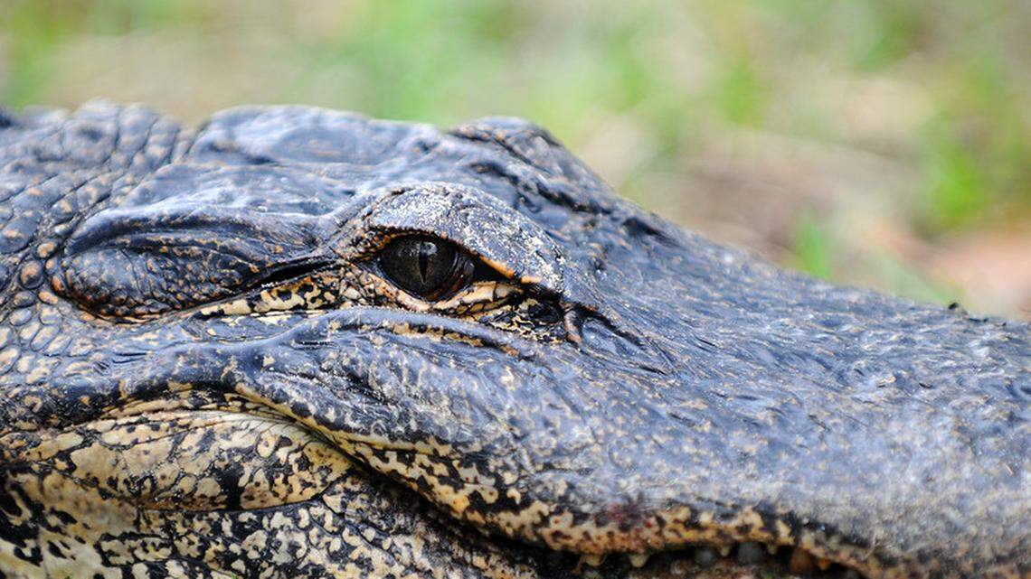 A case of illegal dumping spiraled into a variety of charges for a Florida motorist, when he paused to shoot at a nearby alligator, according to investigators. The alligator (not the one pictured) survived, officials said.